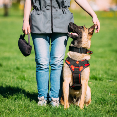Dog with Owner - Dog Training Colorado Springs