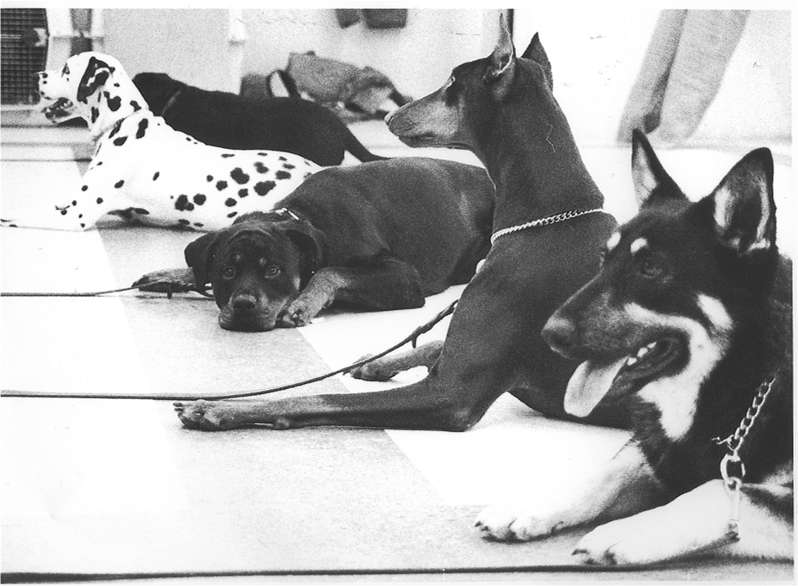 Dog Training Group