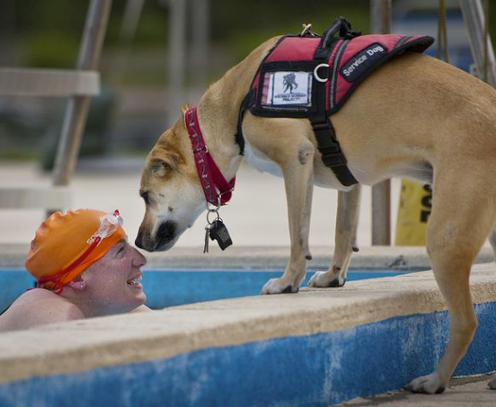 Service Dog at the pool with owner
