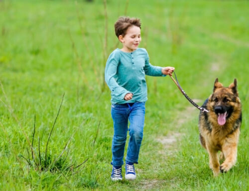 Why Do Dogs Pull on their Leash?