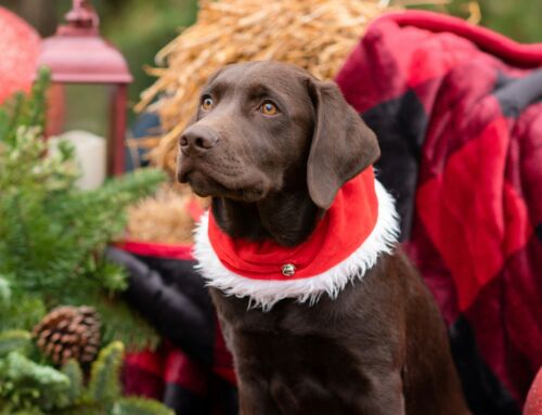 Should You Get a Puppy for Christmas? A No-Nonsense Holiday Guide