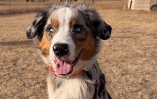 This dog has a very friendly and outgoing personality