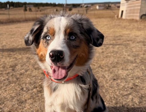 Understanding Your Dog: The 5 Key Ingredients of Your Dog’s Personality