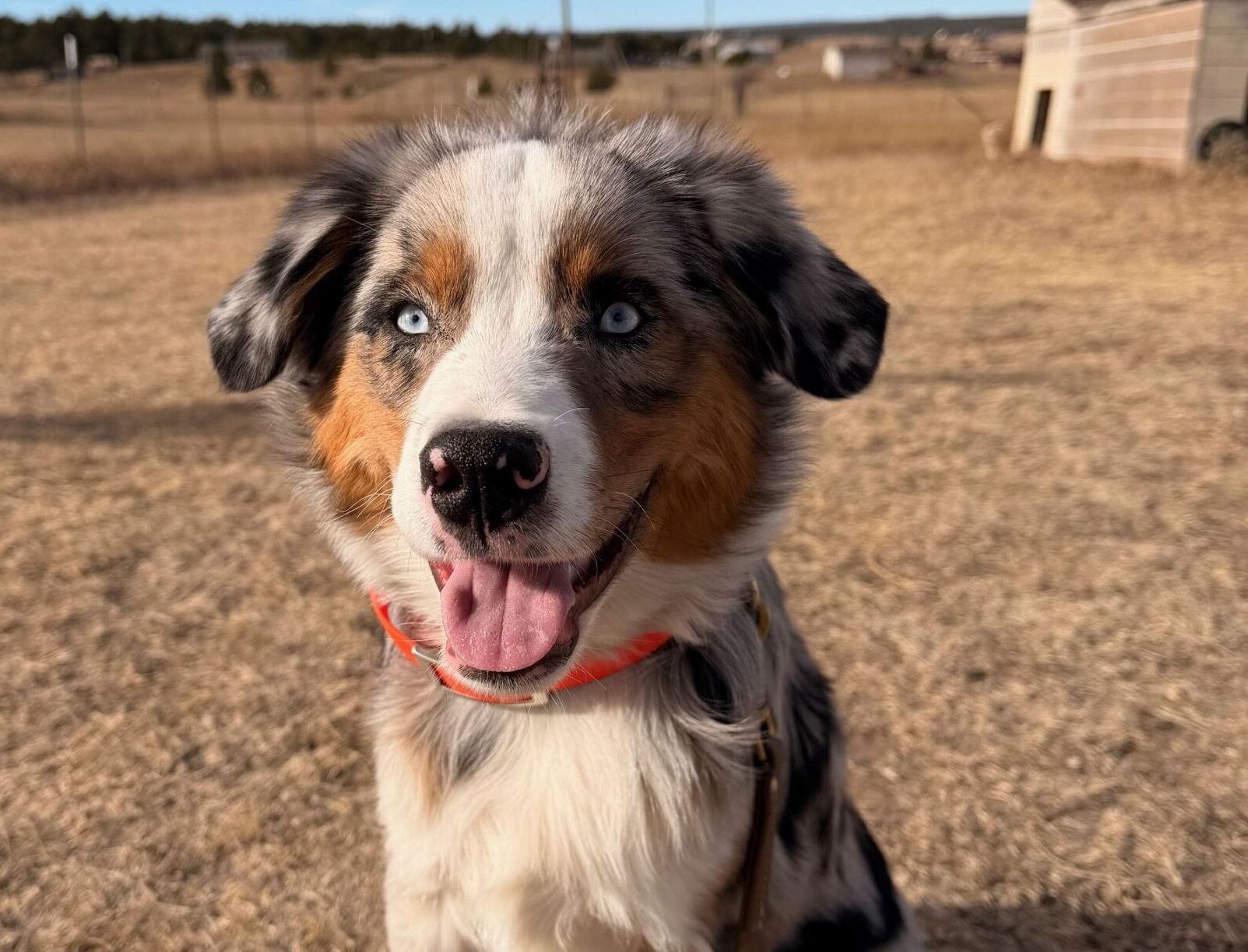 This dog has a very friendly and outgoing personality