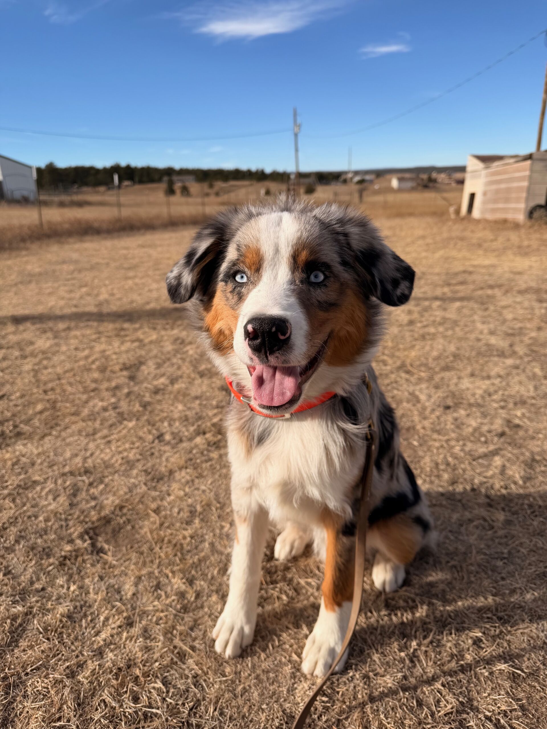 This dog has a very friendly and outgoing personality