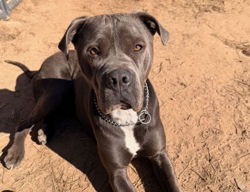 Watching Your Dog: The First Skill of a Great Handler