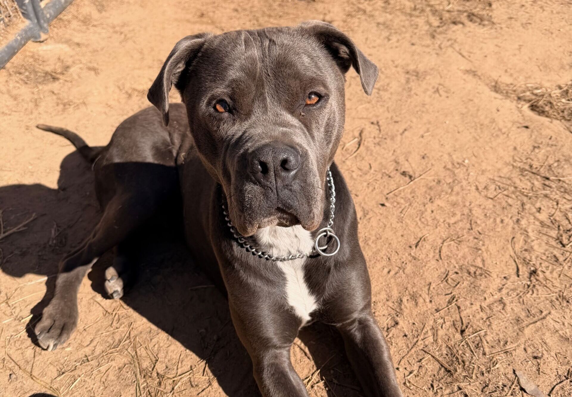 Good trainers know how to watch their dogs