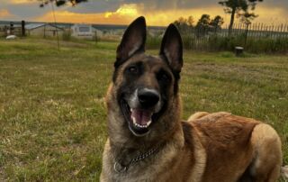 Beautiful dog in front of the sunset