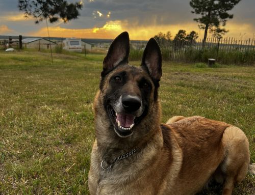 How to Teach Your Dog to Relax: The Power of “Chill Outs”