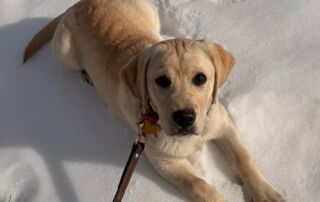 Sweet dog looking up from the snow