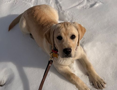 3 Methods of Dog Training: How Dogs Learn Best