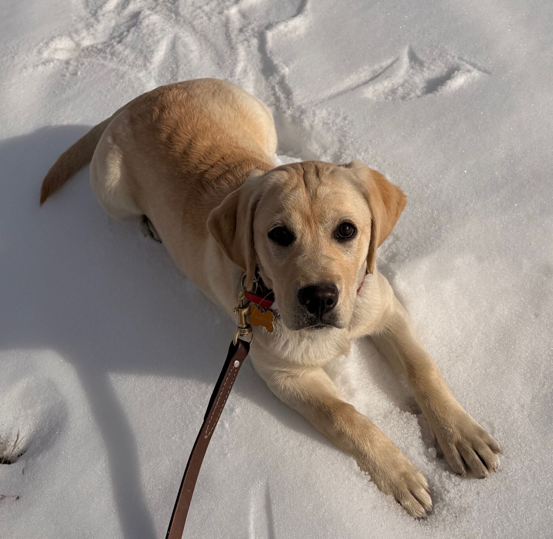 Sweet dog looking up from the snow